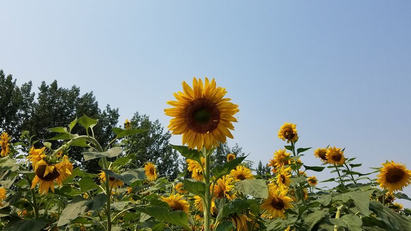 Sunflowers, Berries And Summer Surprises