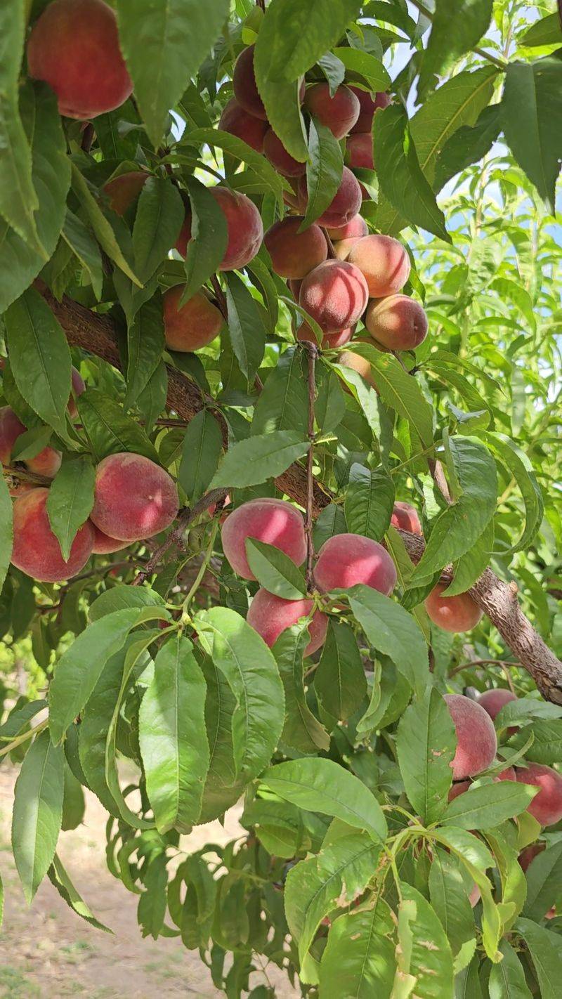 Pick Your Own Apples Straight Off The Branch