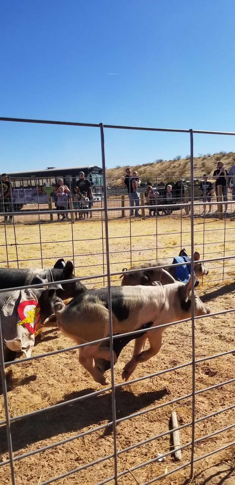 Goats, Ponies, And Pigs With Racing Ambitions