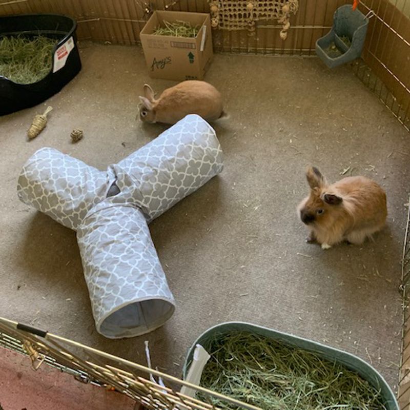 An Adoption Process Built To Protect Bunnies