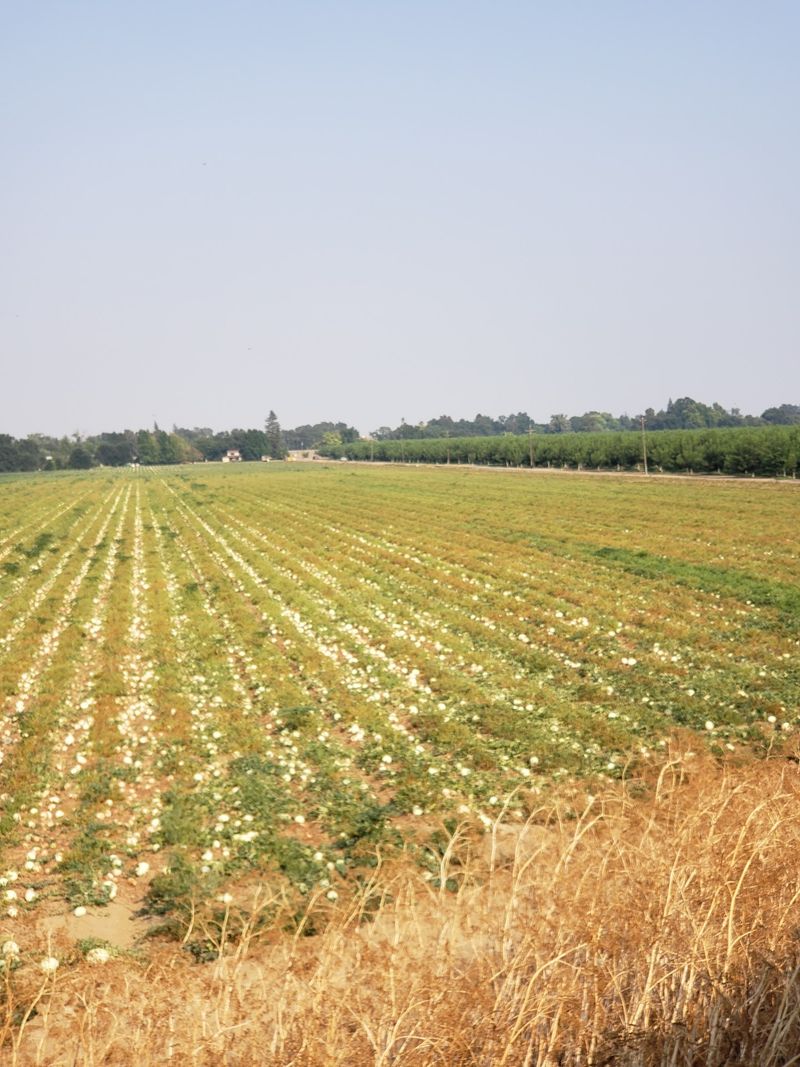 Scenery Built On Farmland, Trees, And River Glimpses