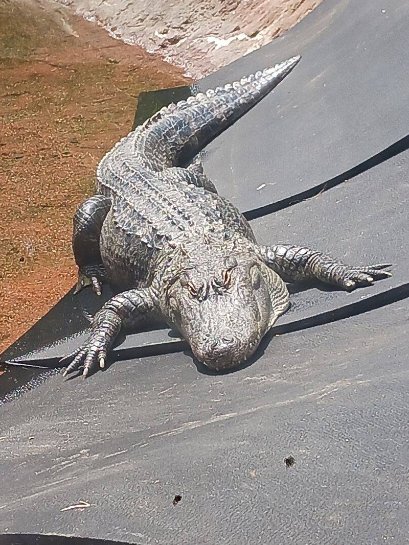 Alligators, Eagles, And More