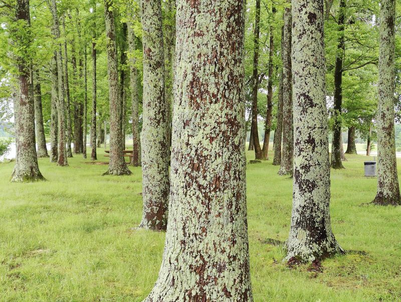 Trails That Trade Traffic For Birdsong