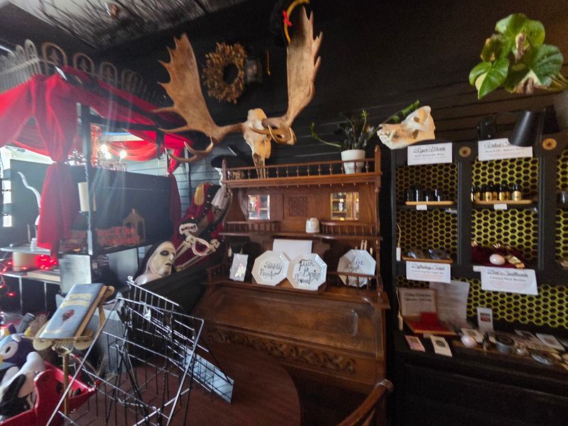 Vintage Medical Instruments And Cabinet Of Curiosities Finds