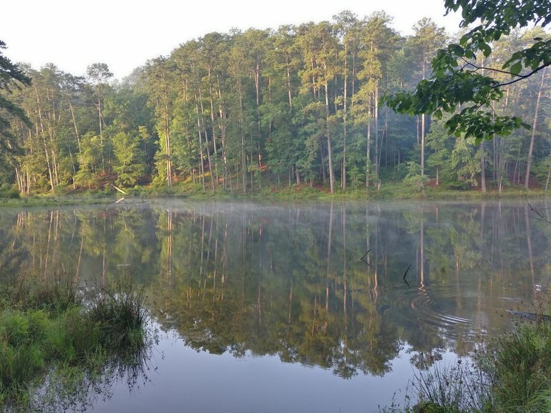 Common Wildlife Species Found Near Mississippi Waters