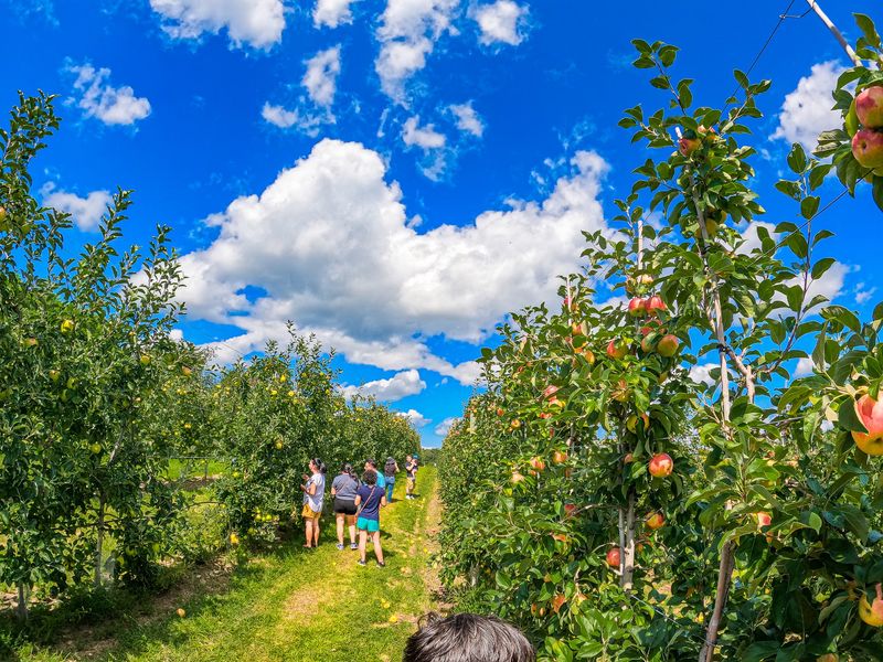 Tougas Family Farm, Northborough