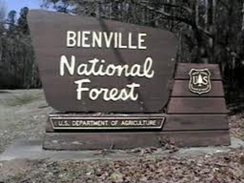 Bienville National Forest - Bienville Pines Scenic Area
