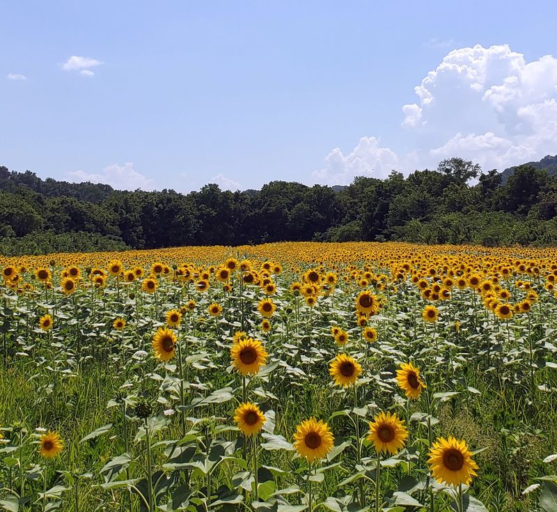 Forks Of The River Wildlife Management Area, Knoxville