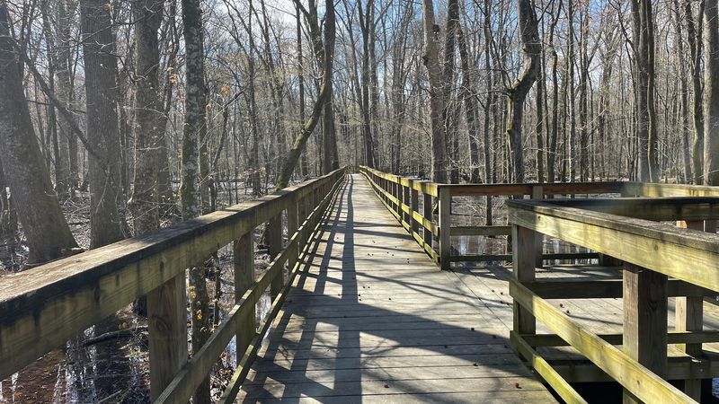 Big Cypress Tree State Park Boardwalk Trail, Greenfield