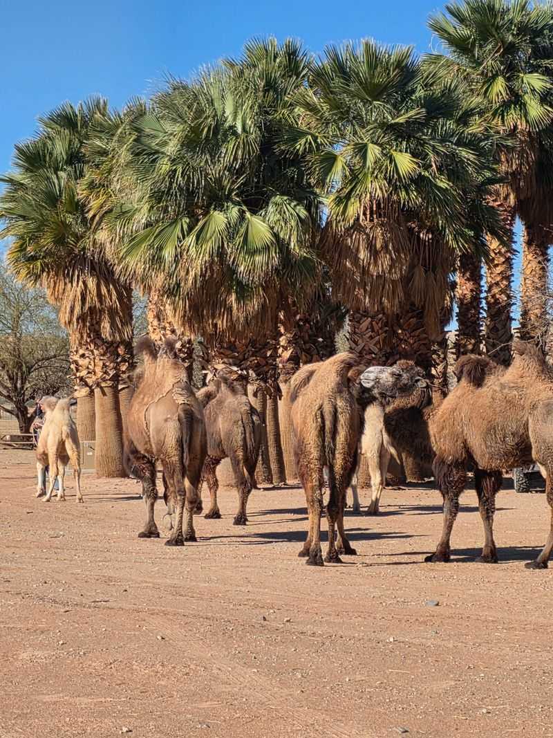 Thirty Camels And Counting
