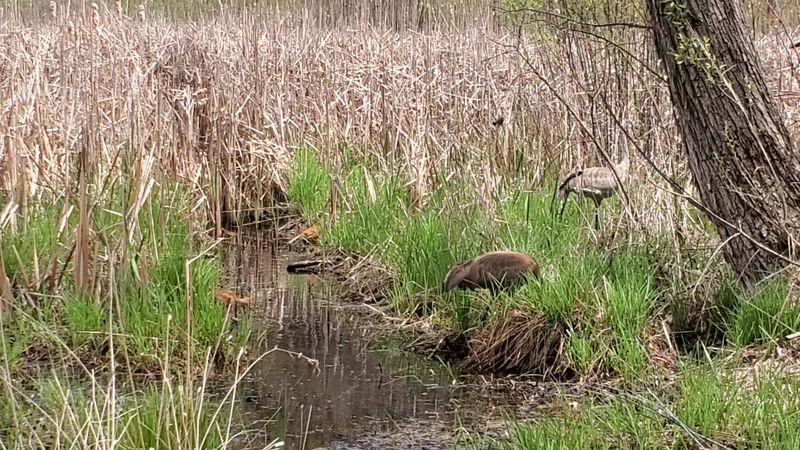 Wetland Habitats Full Of Wildlife Surprises