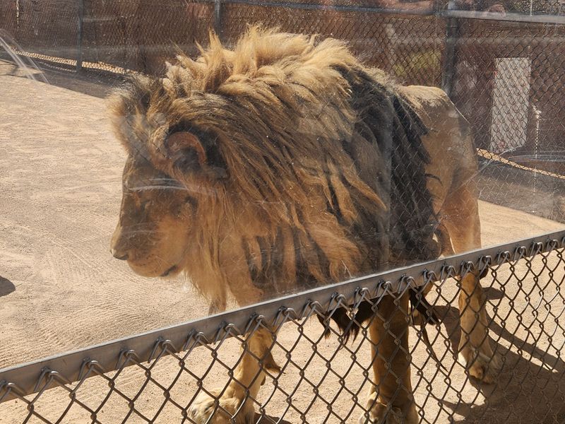 Barbary Lions And Why They Matter