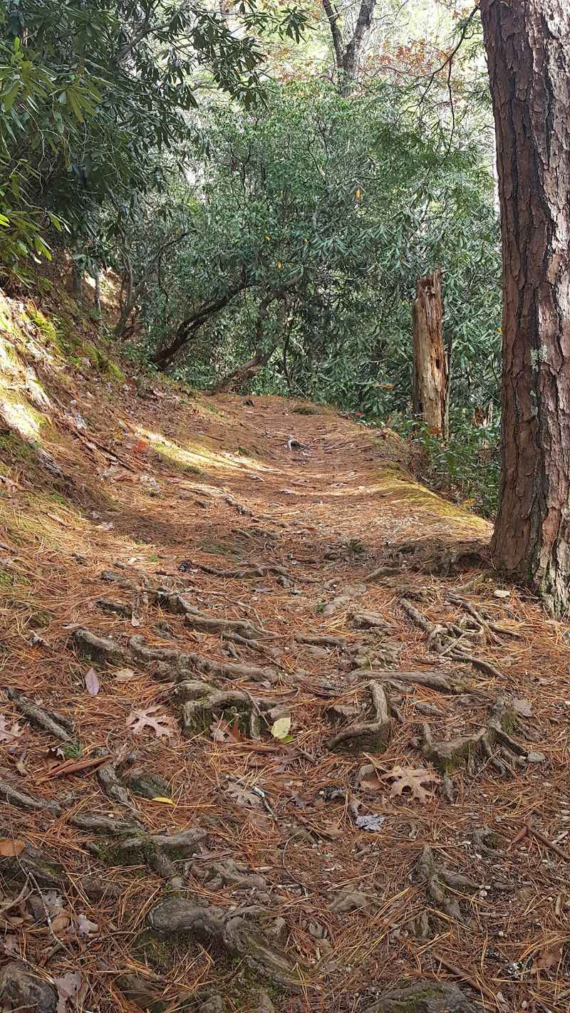 Gregory Ridge Trail To Gregory Bald, Cades Cove