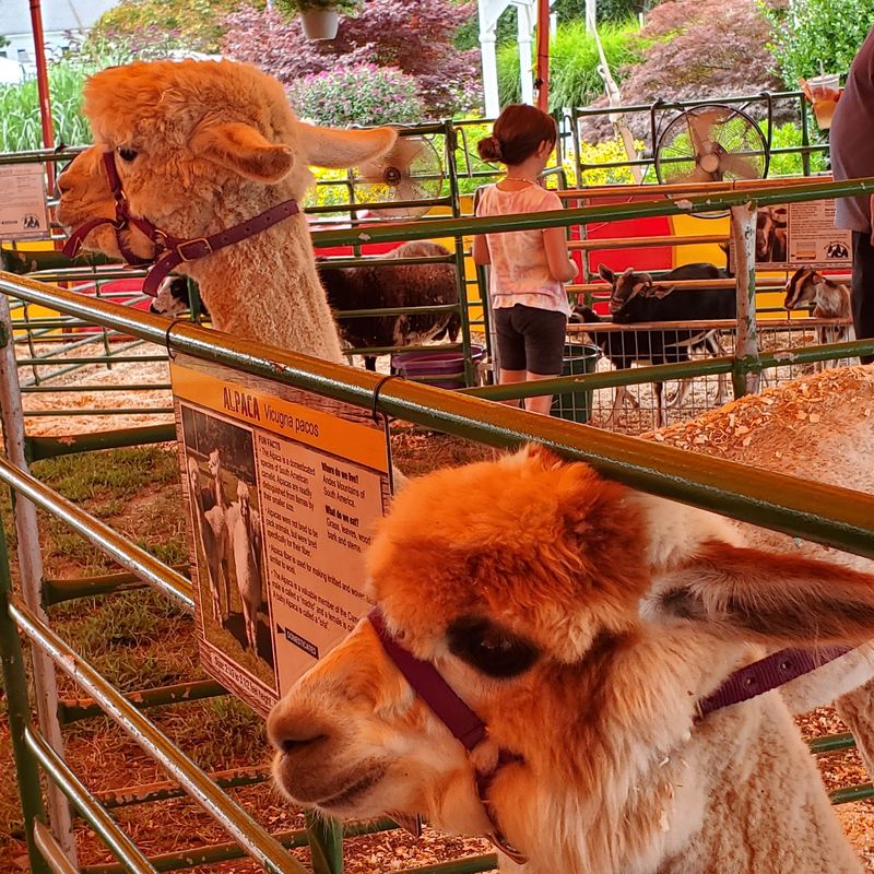 Animals, 4-H, And Farm Life