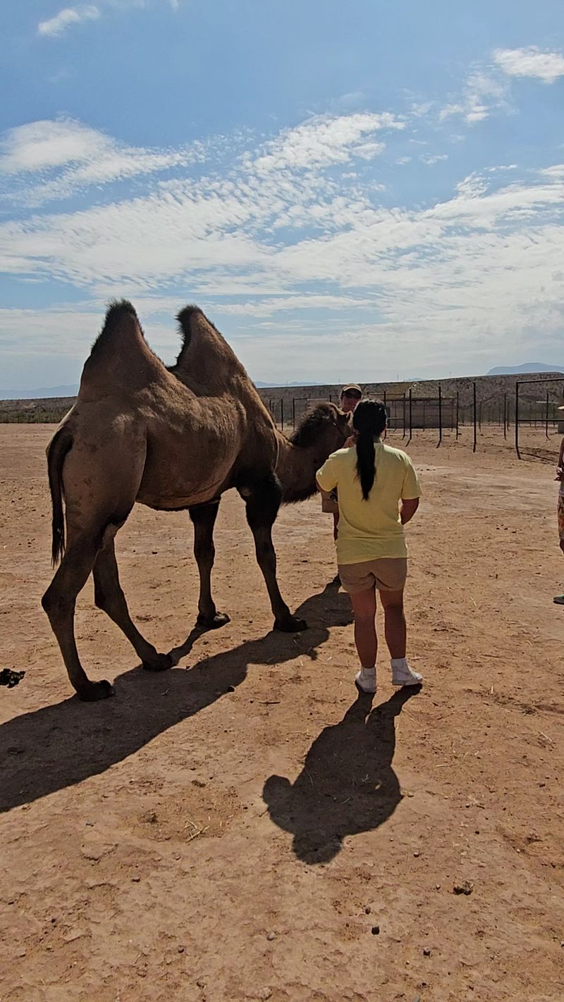 Care Built On The Animals' Terms