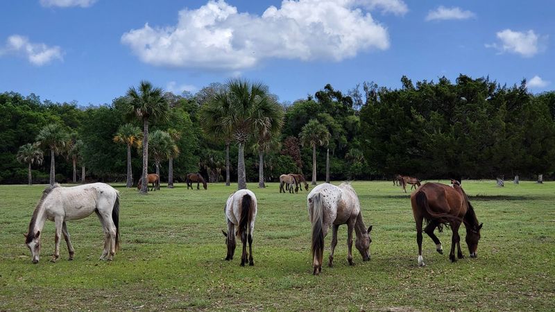 Wild Horses On Sand