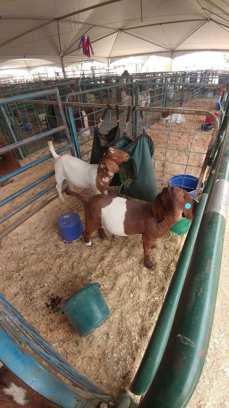 Livestock Show Takes Center Stage