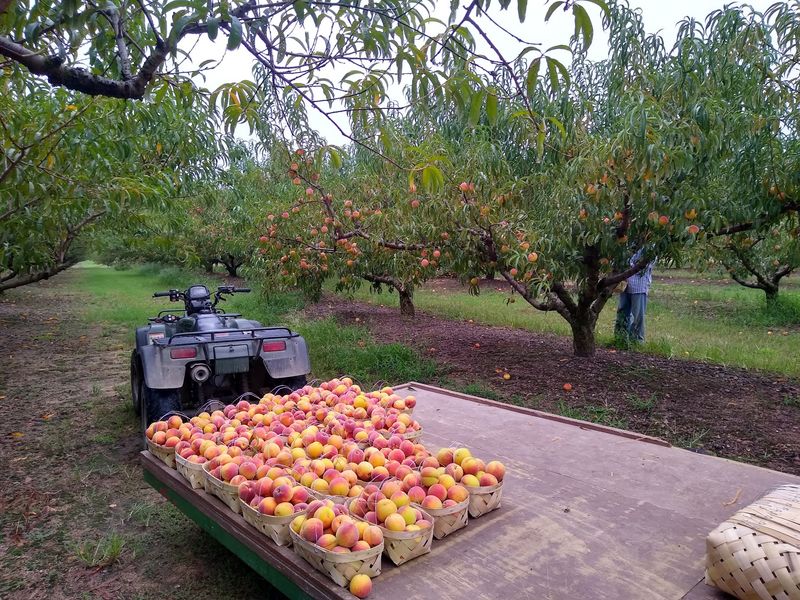 Nine Decades Of Fruit Growing Grit