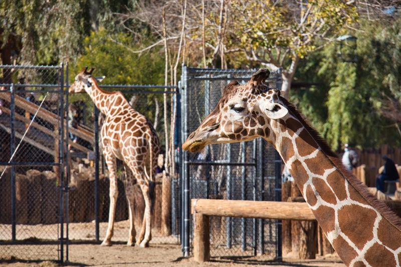Feed A Giraffe Today