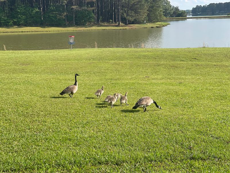 Native Wildlife Species To Spot And Photograph