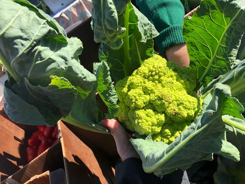 West Hartford Saturday Farmers' Market