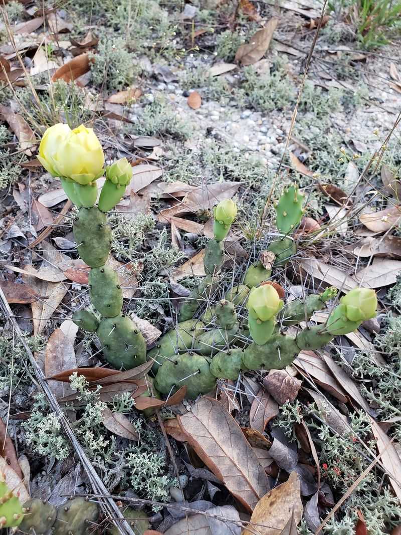 Unique Plant Species Found Near The Shoreline