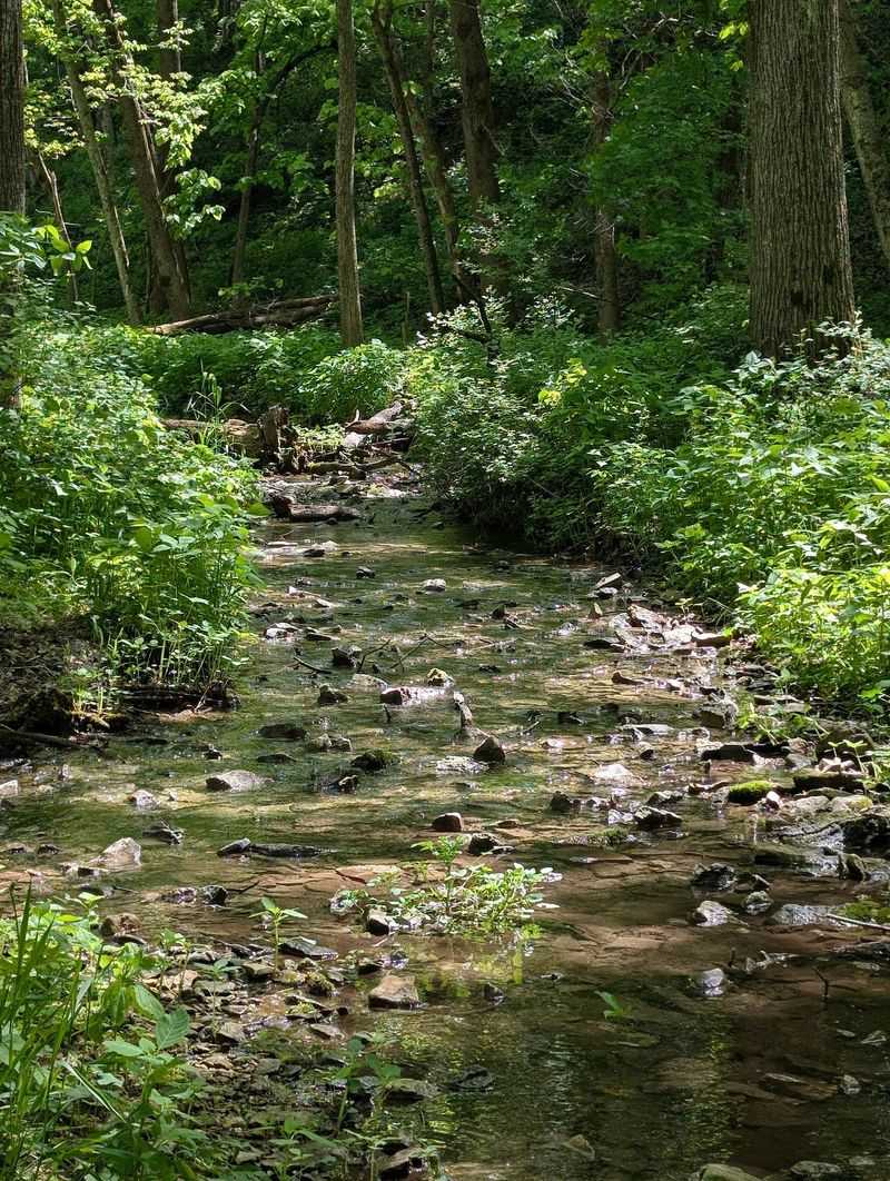 Why This Little Forest Deserves A Spot On Your List