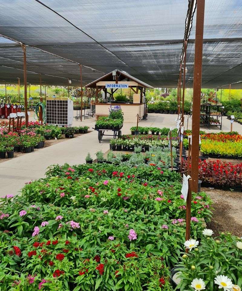 Why This Las Vegas Nursery Keeps Earning Return Visits