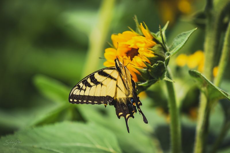 Educational Programs About Pollinators