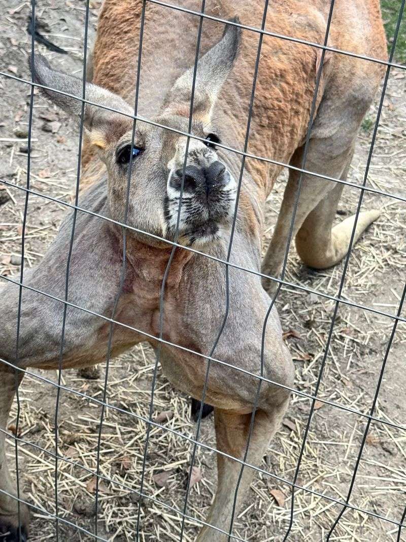 Sanctuary Conservation Efforts And Community Impact
