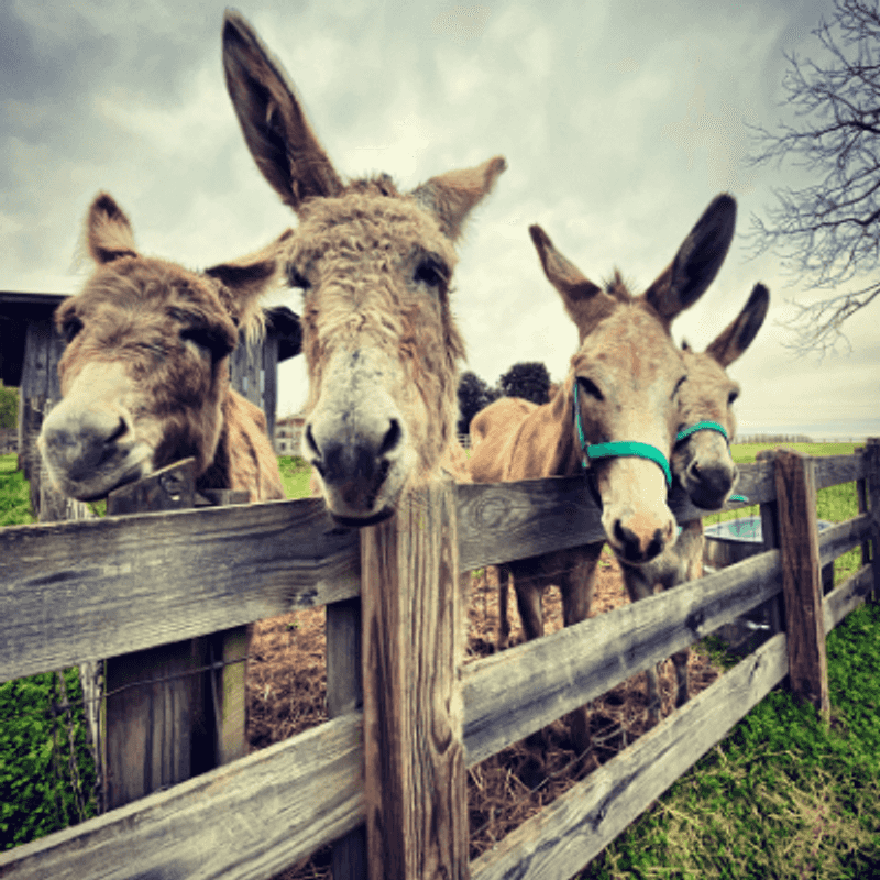 Donkeys, Ponies, And Seniors With Stories To Tell