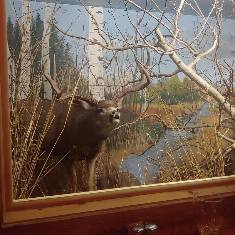 Taxidermy Dioramas Worth Studying