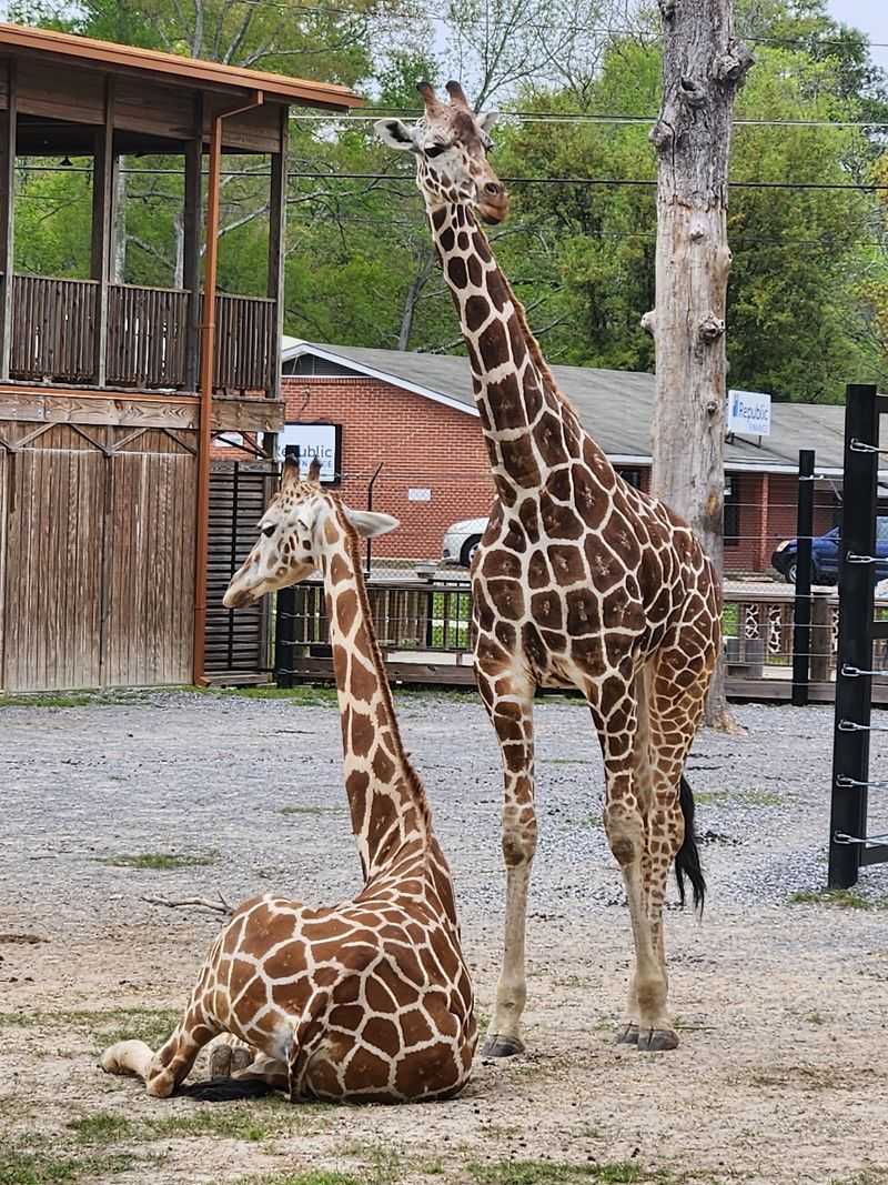 Giraffes, Sloths, And Wallabies Up Close