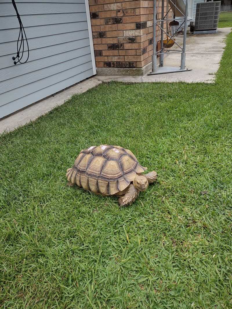 Chickens, Tortoises, And Small Farm Surprises