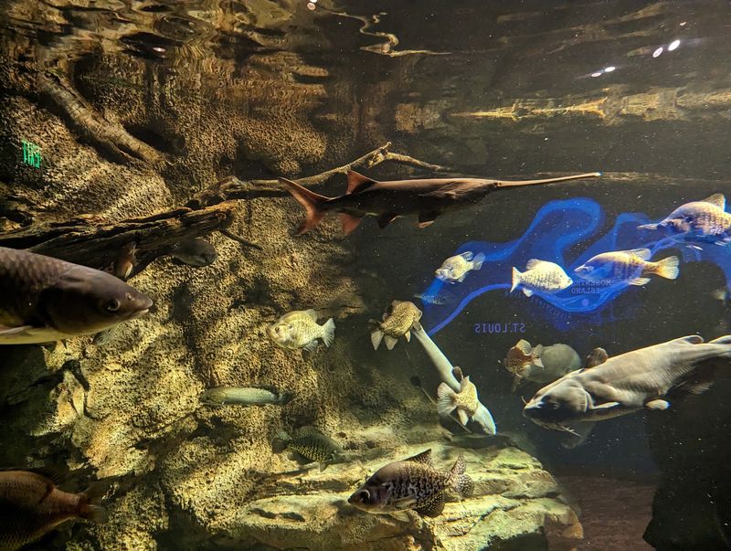Home Waters And The Fish Nobody Expects