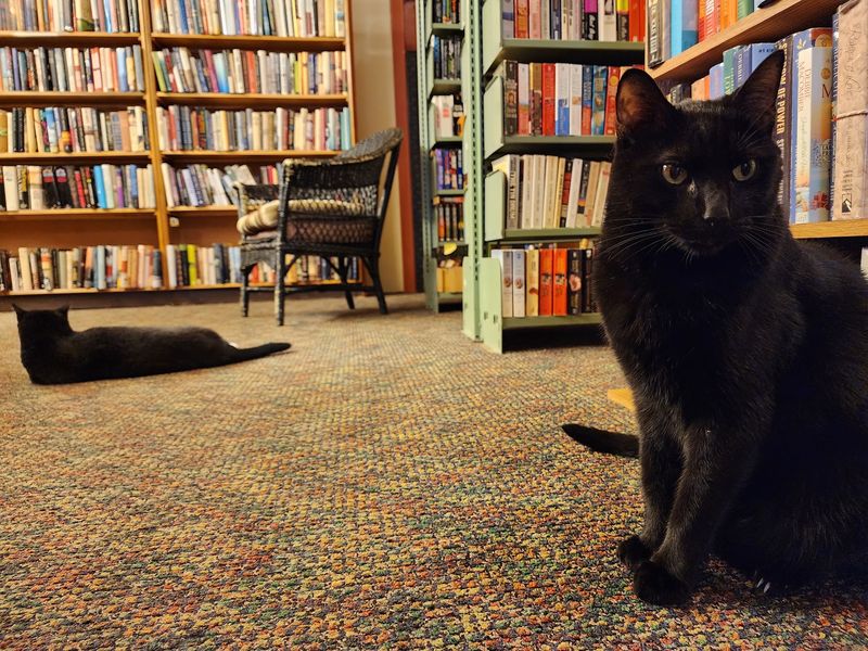 Two Shop Cats Who Run The Place