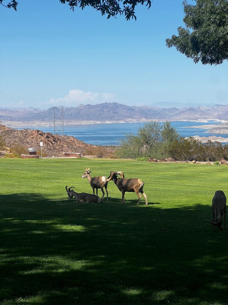 Boulder City Roots And A Name Nobody Solved