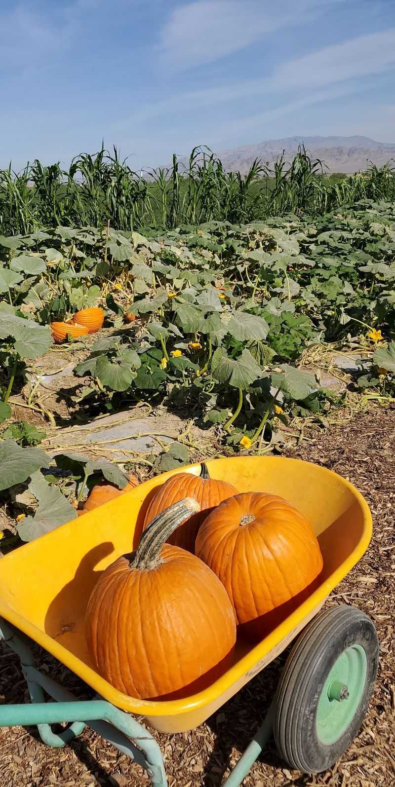 Pumpkin Season Turns The Fields Into A Treasure Hunt