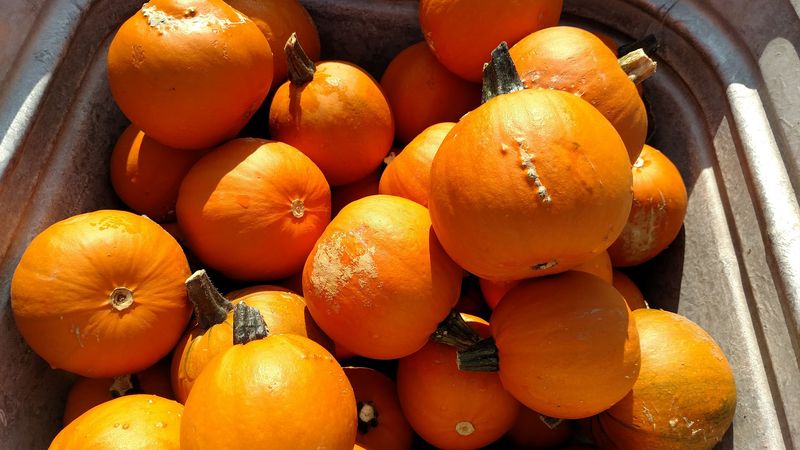 Polly's Pumpkin Patch Keeps Things Refreshingly Simple Near Chilton