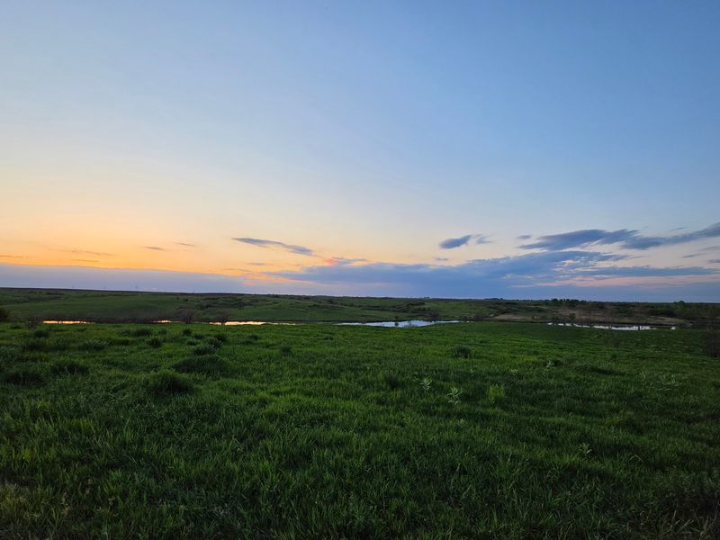Prairie Grass, Wildflowers, And Restored Grassland