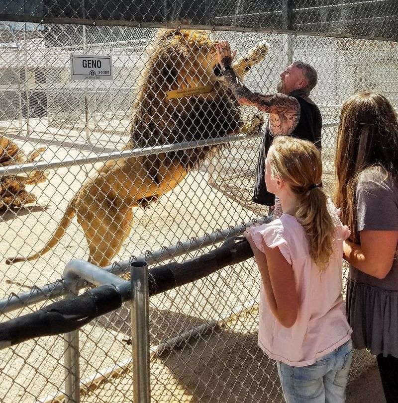 Feeding A Lion Without Losing A Finger