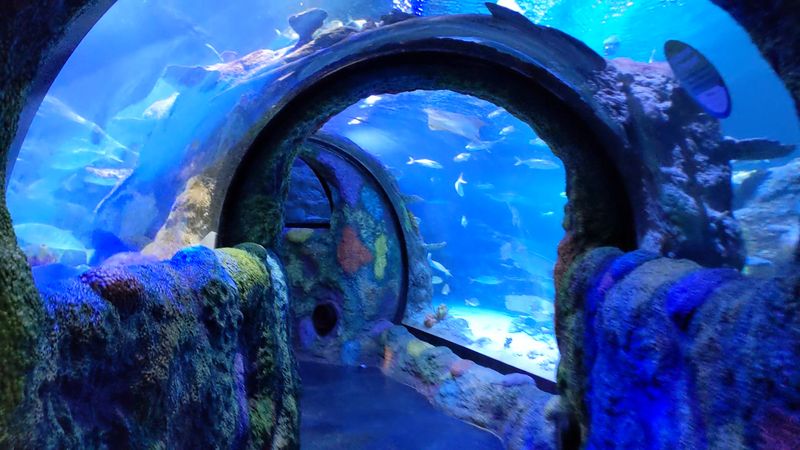 Walk Beneath Circling Sharks