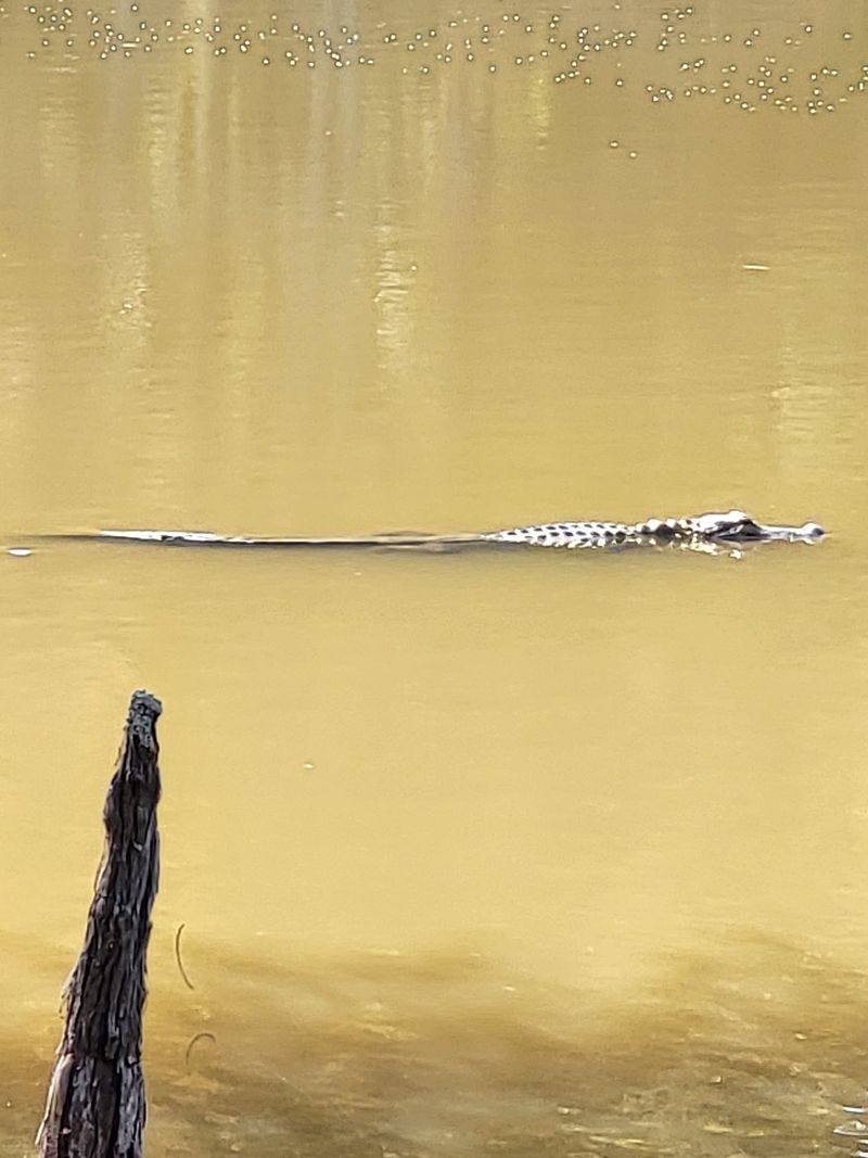 Alligator Lake Earns Its Name