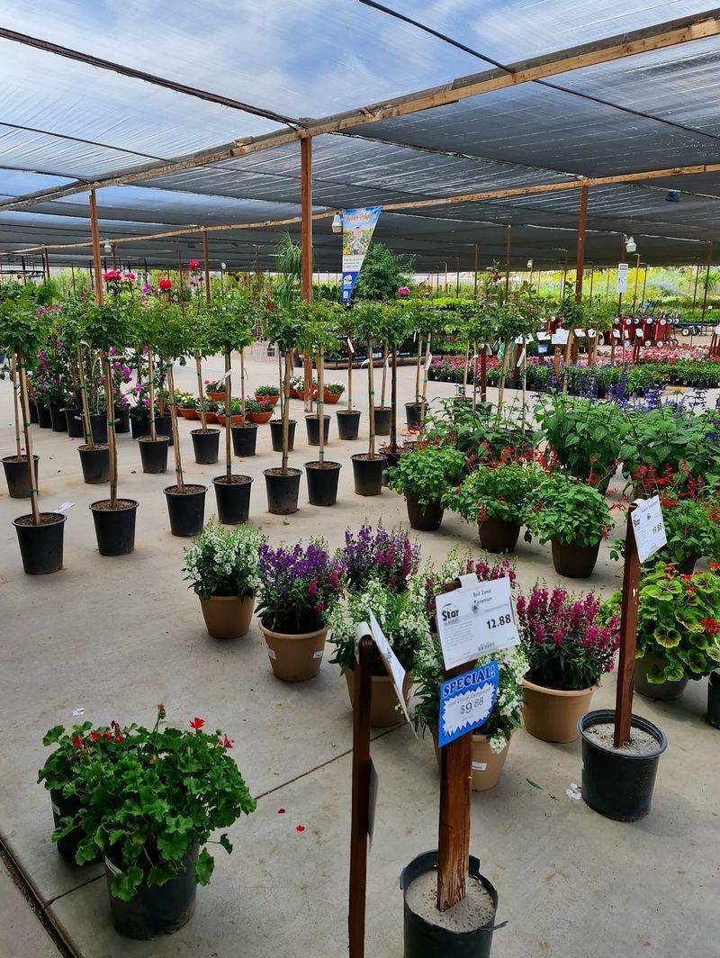 A Desert Nursery With Deep Roots