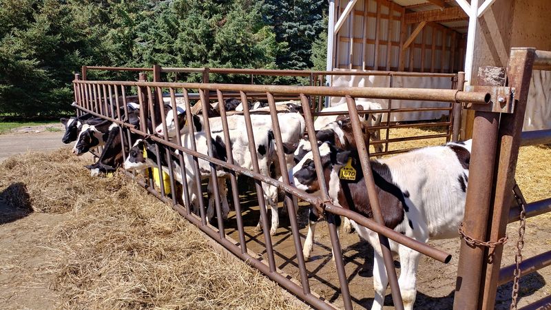 Community Impact Of Dairy Farm Stores