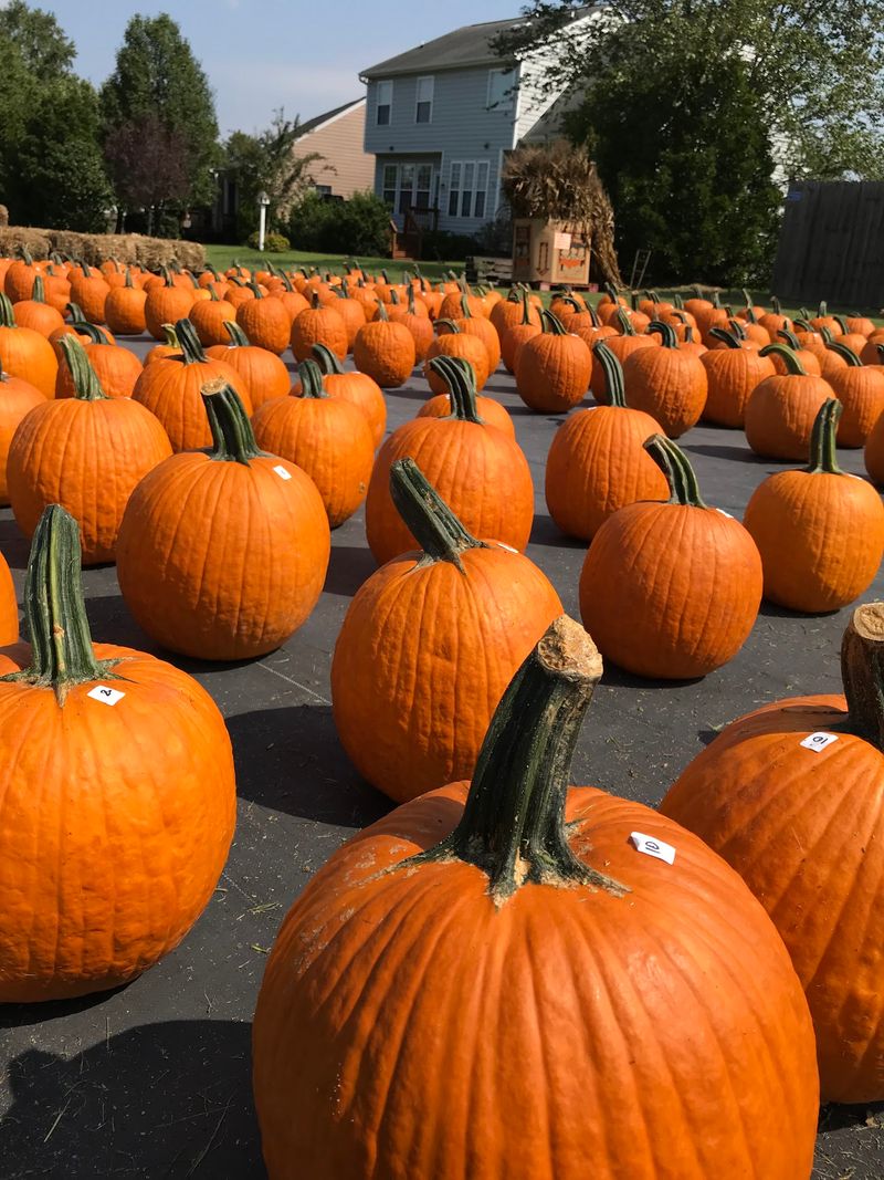 Autumn Brings Pumpkins And Mums By The Dozen