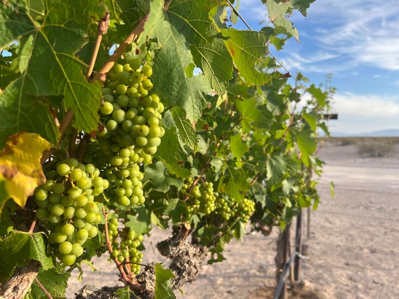 Harvest Season Steals The Show