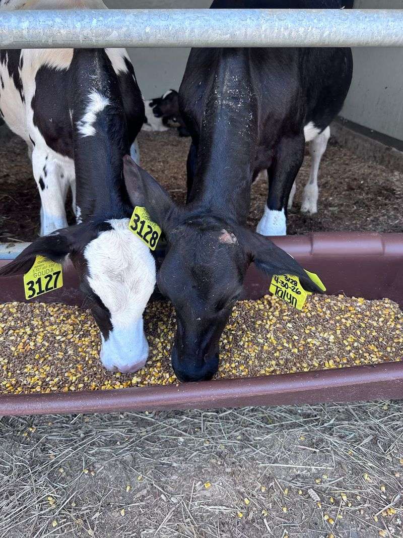 Meet The Calves Face To Face In The Barn