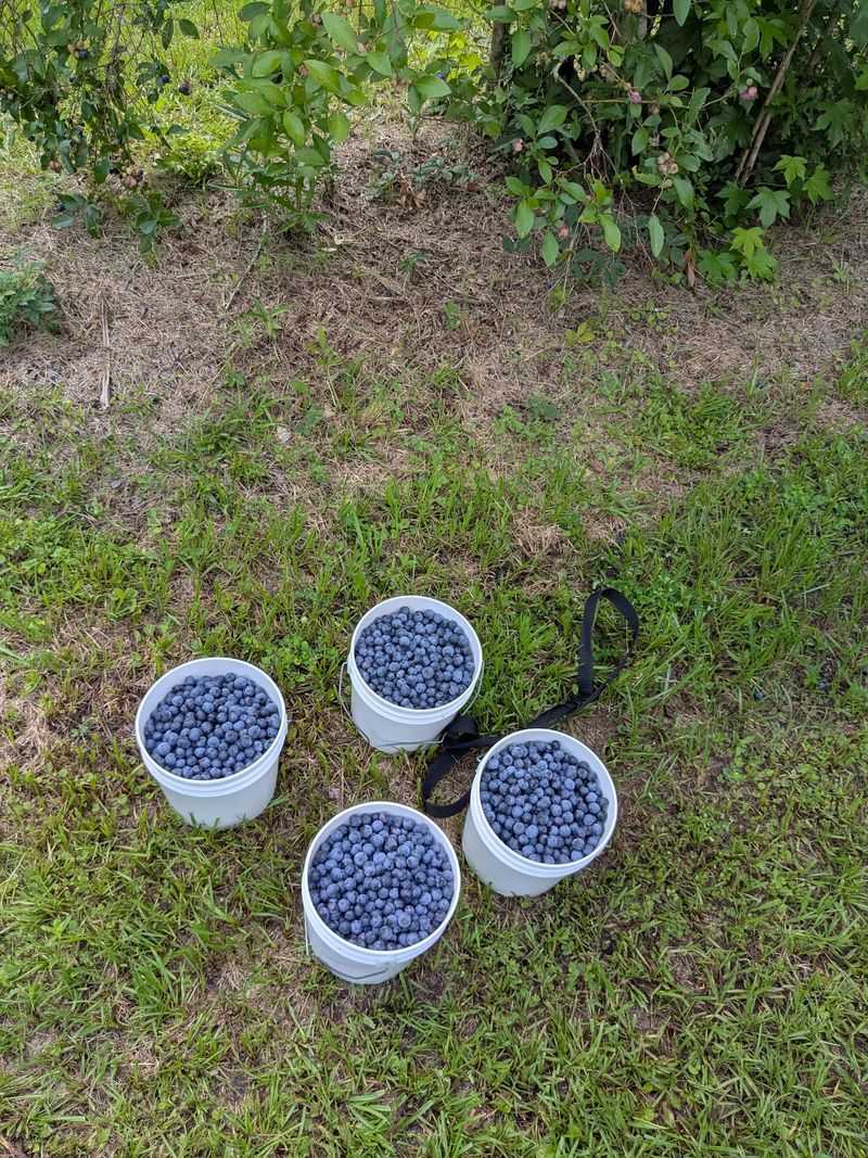 Several Blueberry Varieties To Taste Your Way Through