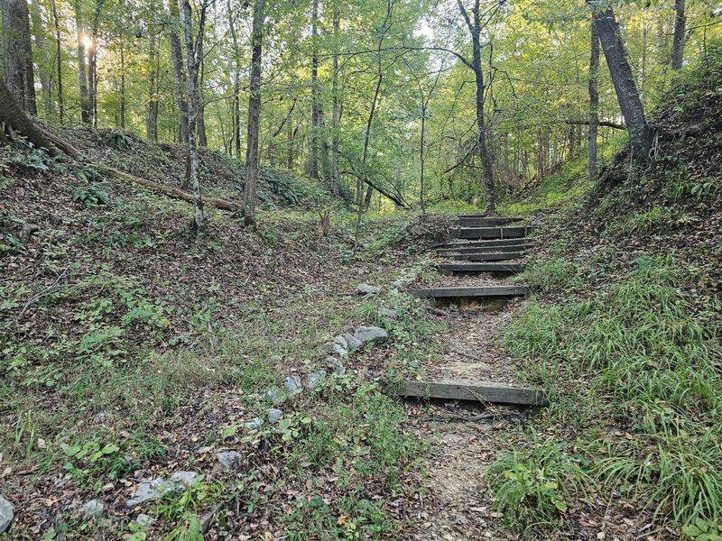 A Vanished Town Swallowed By Trees